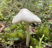 Мухомор вонючий