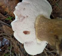 Желчный гриб