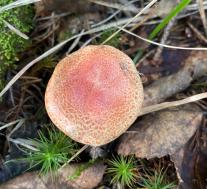 Паутинник ленивый