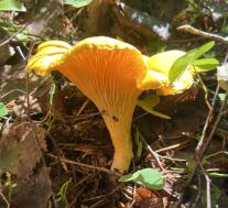 Лисичка настоящая