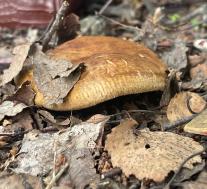 Свинушка тонкая