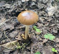 Поплавок жёлто-коричневый