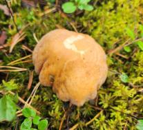 Колпак кольчатый