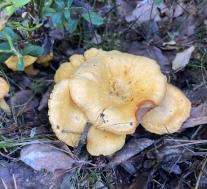 Лисичка настоящая