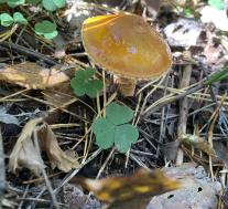 Лимацелла клейкая