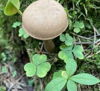 Желчный гриб