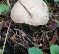 Подольшанник