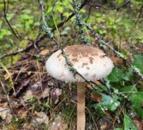 Гриб-зонтик высокий