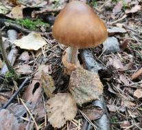 Поплавок жёлто-коричневый