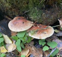 Ложноопёнок кирпично-красный