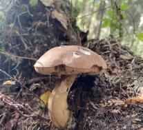 Желчный гриб