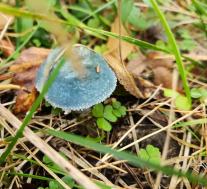 Строфария сине-зеленая