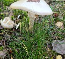 Мухомор вонючий