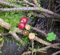 Бокальчик гладкий