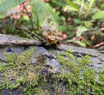 Бокальчик гладкий