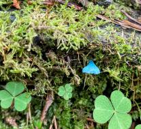 Хлороцибория сине-зеленоватая