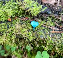 Хлороцибория сине-зеленоватая