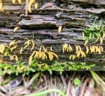 Калоцера роговидная