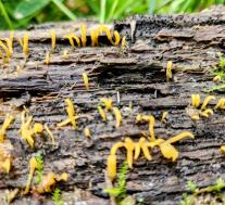 Калоцера роговидная