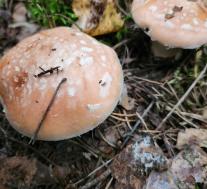 Белопаутинник клубненосный