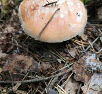 Белопаутинник клубненосный