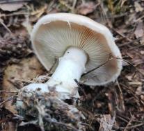 Белопаутинник клубненосный