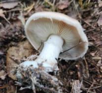 Белопаутинник клубненосный