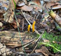 Калоцера клейкая