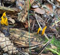 Калоцера клейкая