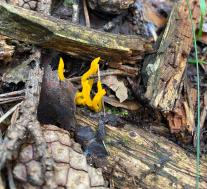 Калоцера клейкая