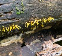 Калоцера роговидная