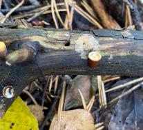 Бокальчик гладкий