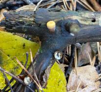 Бокальчик гладкий