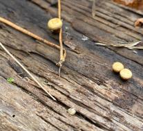 Бокальчик гладкий