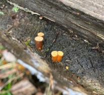 Бокальчик гладкий