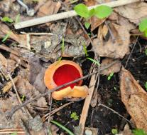 Sarcoscypha austriaca