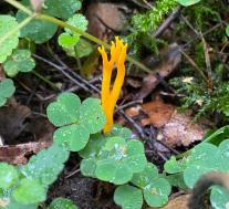 Калоцера клейкая