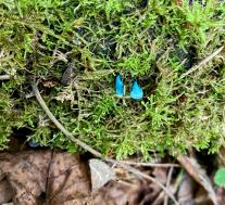 Хлороцибория сине-зеленоватая