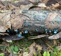 Хлороцибория сине-зеленоватая