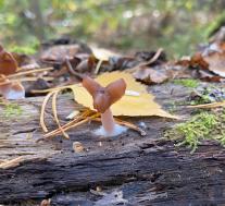 Строчок осенний