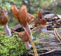 Строчок осенний