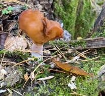 Строчок осенний