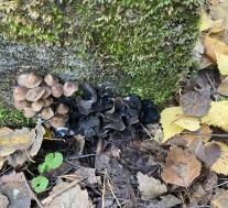 Диплокарпа неправильная