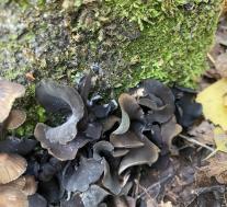 Диплокарпа неправильная