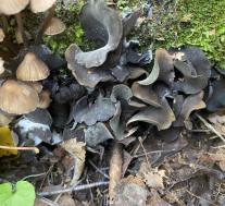 Диплокарпа неправильная