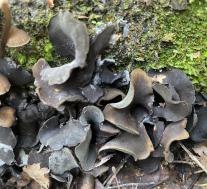 Диплокарпа неправильная