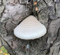 Вешенка дубовая