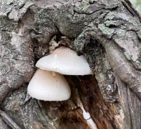 Вешенка дубовая