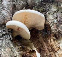 Вешенка дубовая