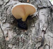 Вешенка дубовая